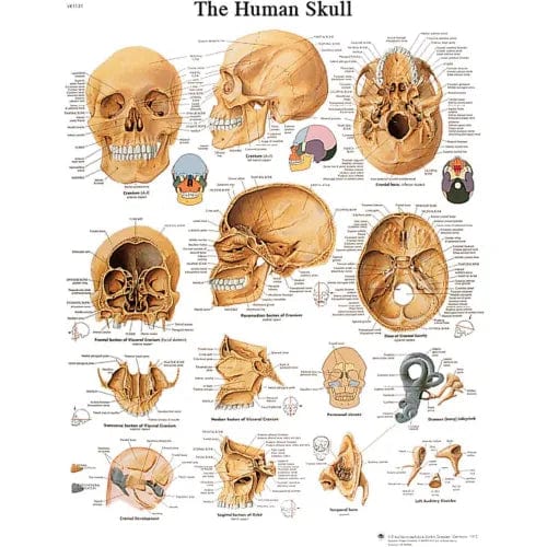 Centerline Dynamics Anatomical Models & Charts Anatomical Chart - Skull, Sticky Back
