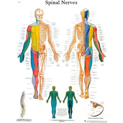 Centerline Dynamics Anatomical Models & Charts Anatomical Chart - Spinal Nerves, Laminated