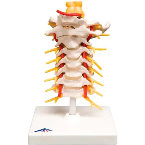 Centerline Dynamics Anatomical Models & Charts Anatomical Model - Cervical Spinal Column