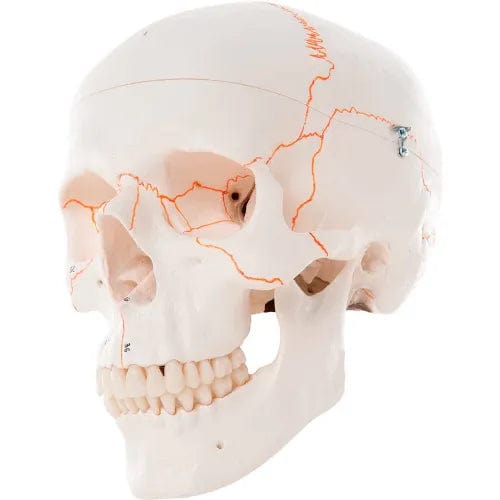 Centerline Dynamics Anatomical Models & Charts Anatomical Model - Classic Skull, 3-Part Numbered