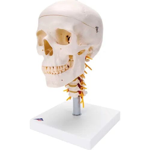Centerline Dynamics Anatomical Models & Charts Anatomical Model - Classic Skull, 4-Part, on Cervical Spine