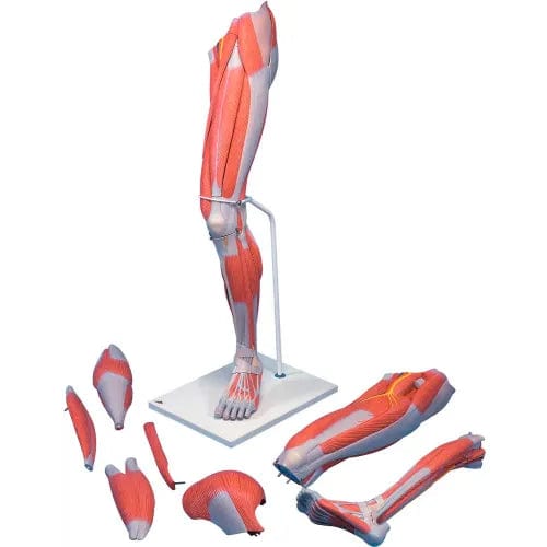 Anatomical Model - Deluxe Muscular Leg, 7-Part– Centerline Dynamics