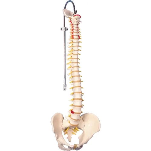 Centerline Dynamics Anatomical Models & Charts Anatomical Model - Flexible Spine, Classic, Male