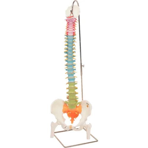 Centerline Dynamics Anatomical Models & Charts Anatomical Model - Flexible Spine, Didactic with Femur Heads