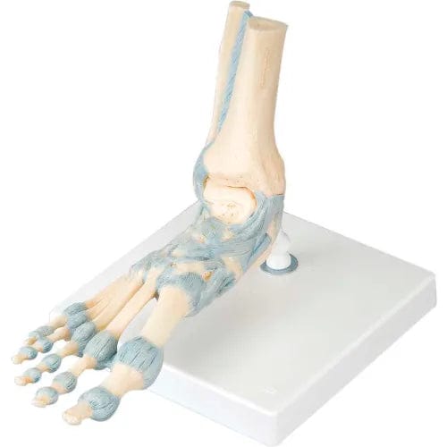 Centerline Dynamics Anatomical Models & Charts Anatomical Model - Foot Skeleton with Ligaments