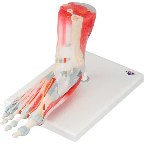 Centerline Dynamics Anatomical Models & Charts Anatomical Model - Foot Skeleton with Removable Ligaments & Muscles, 6-Part