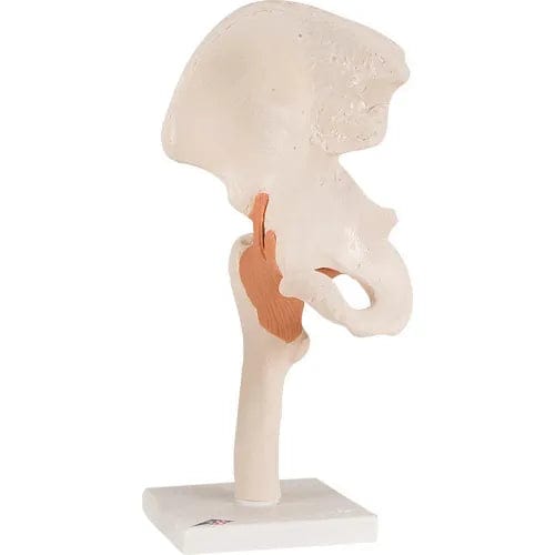 Anatomical Model - Functional Hip Joint– Centerline Dynamics