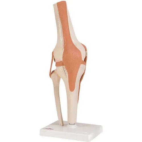 Centerline Dynamics Anatomical Models & Charts Anatomical Model - Functional Knee Joint