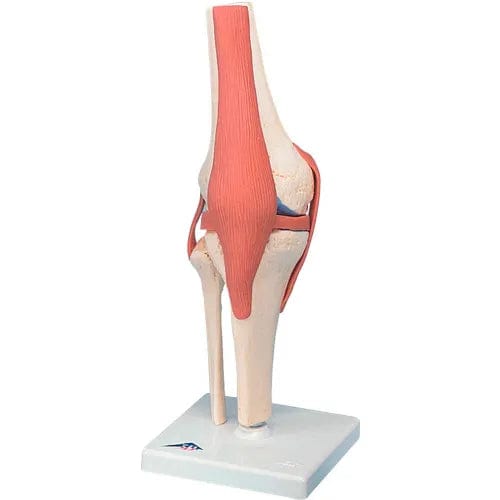 Centerline Dynamics Anatomical Models & Charts Anatomical Model - Functional Knee Joint, Deluxe