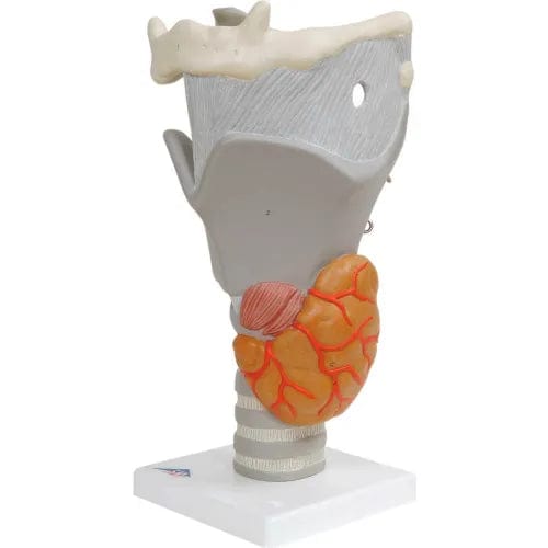 Centerline Dynamics Anatomical Models & Charts Anatomical Model - Functional Larynx (2.5X Size)