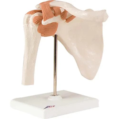 Shoulder Model Dynamic Anatomical Model - Functional Shoulder Joint– Centerline Dynamics