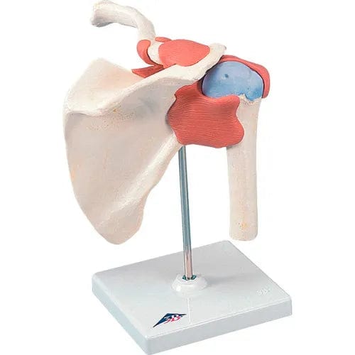 Centerline Dynamics Anatomical Models & Charts Anatomical Model - Functional Shoulder Joint, Deluxe