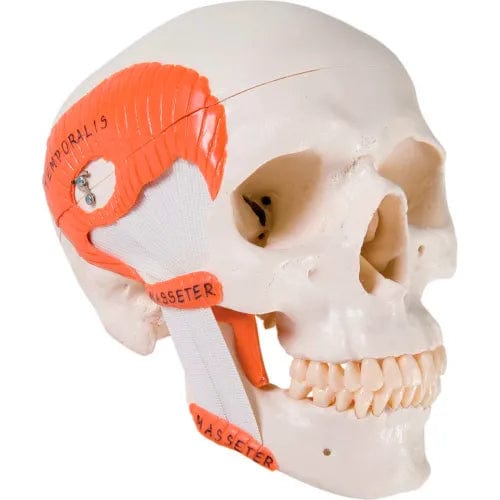 Centerline Dynamics Anatomical Models & Charts Anatomical Model - Functional Skull, 2-Part with Masticator Muscles