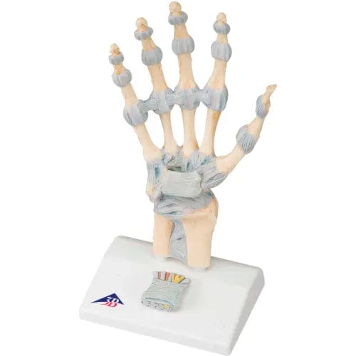 Centerline Dynamics Anatomical Models & Charts Anatomical Model - Hand Skeleton with Ligaments