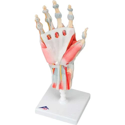 Anatomical Model - Hand Skeleton with Removable Ligaments & Muscles, 4 ...