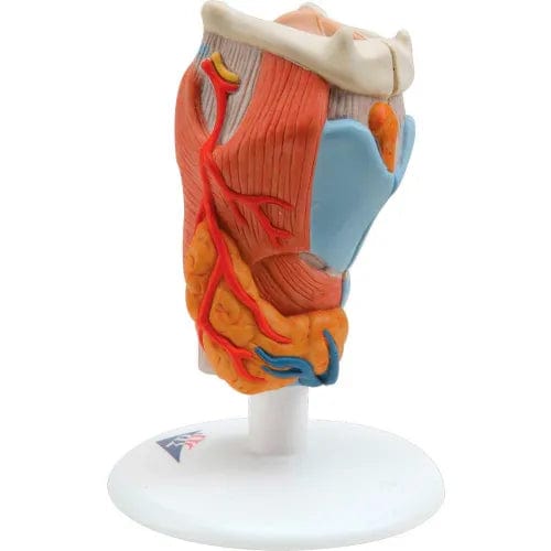 Centerline Dynamics Anatomical Models & Charts Anatomical Model - Larynx, 2-Part