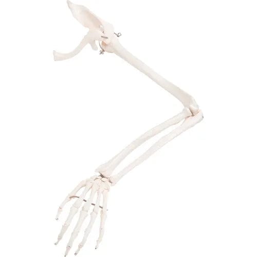 Anatomical Model - Loose Bones, Arm Skeleton with Scapula and Clavicle ...