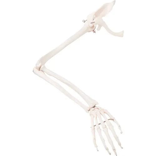 Anatomical Model - Loose Bones, Arm Skeleton with Scapula and Clavicle ...