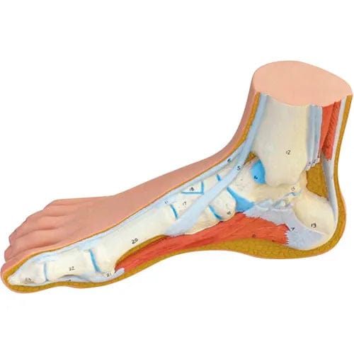 Anatomical Model - Normal Foot– Centerline Dynamics