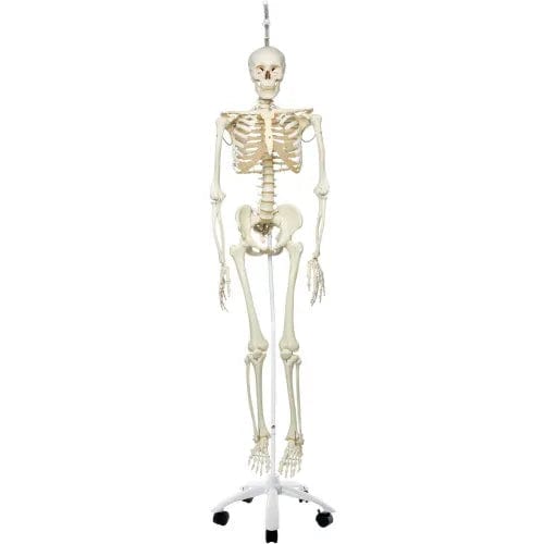 Centerline Dynamics Anatomical Models & Charts Anatomical Model - Phil The Physiological Skeleton on Roller Stand