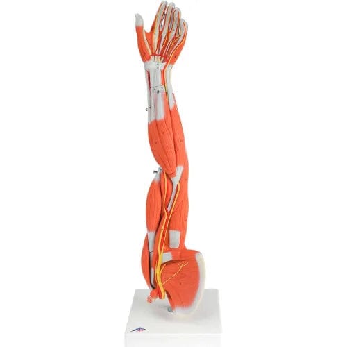 Centerline Dynamics Anatomical Models & Charts Anatomical Model - Regular Muscular Arm, 6-Part