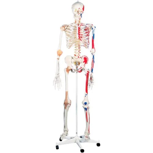 Centerline Dynamics Anatomical Models & Charts Anatomical Model - Sam The Super Skeleton on Roller Stand