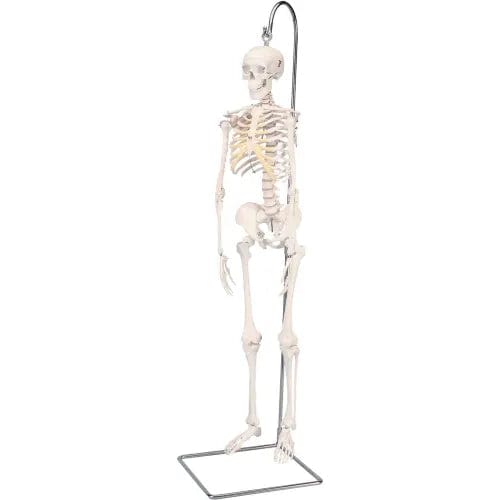 Centerline Dynamics Anatomical Models & Charts Anatomical Model - Shorty The Mini Skeleton on Hanging Stand