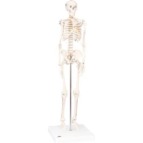 Centerline Dynamics Anatomical Models & Charts Anatomical Model - Shorty The Mini Skeleton on Mounted Base