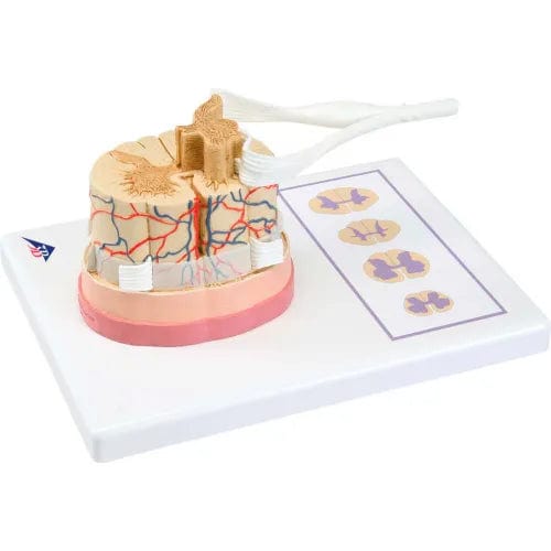 Centerline Dynamics Anatomical Models & Charts Anatomical Model - Spinal Cord with Nerve Branches